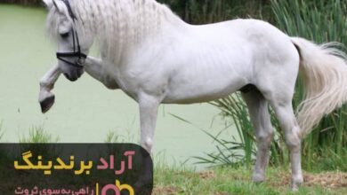 , قدم به قدم با اسب به رویایم رسیدم