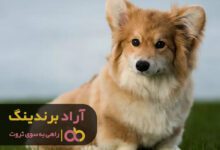 , حیوانات اهلی در رسیدن من به ثروت اثر گذار بودند