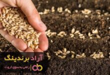 , با محصولی خاص به رویاهایم جامه عمل پوشاندم