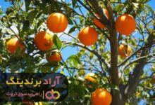 , شیوه ی اصولی آبیاری درخت پرتقال