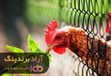 , بذر کسب درآمد را در ذهن خود بکارید